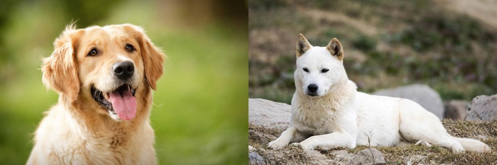 Jindo vs Golden Retriever - Breed Comparison