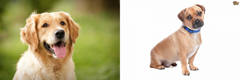 Jug vs Golden Retriever - Breed Comparison