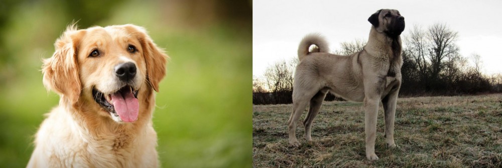 Kangal Dog vs Golden Retriever - Breed Comparison