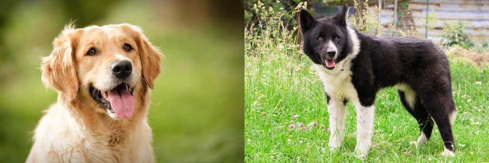 Karelian Bear Dog vs Golden Retriever - Breed Comparison