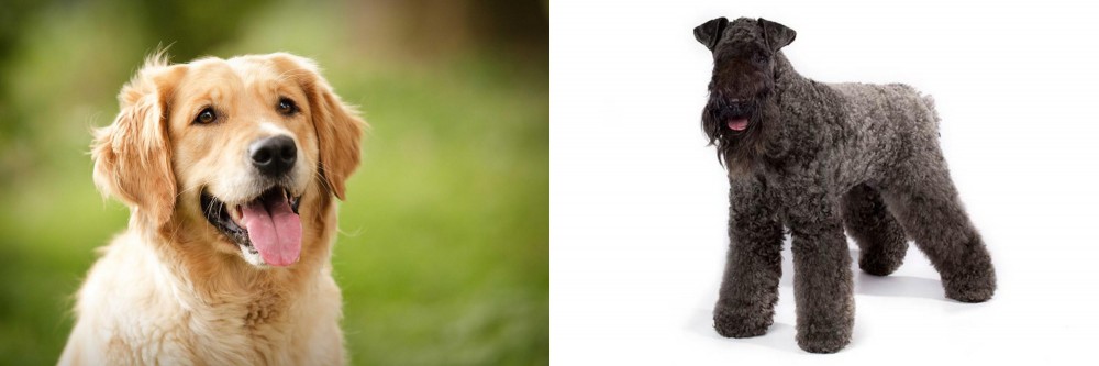 Kerry Blue Terrier vs Golden Retriever - Breed Comparison