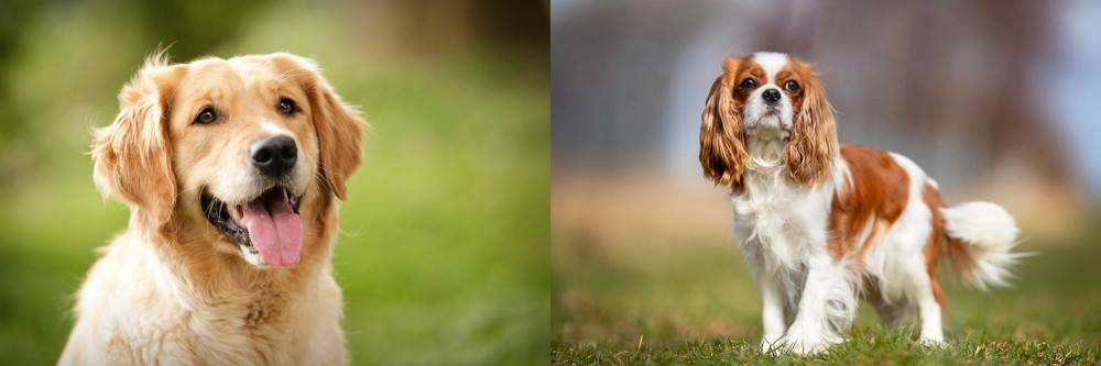 King Charles Spaniel vs Golden Retriever - Breed Comparison