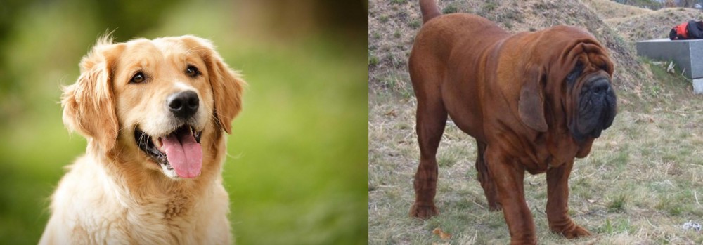 Korean Mastiff vs Golden Retriever - Breed Comparison