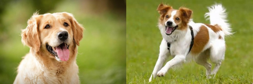 Kromfohrlander vs Golden Retriever - Breed Comparison