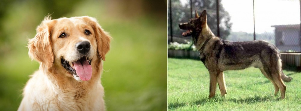 Kunming Dog vs Golden Retriever - Breed Comparison