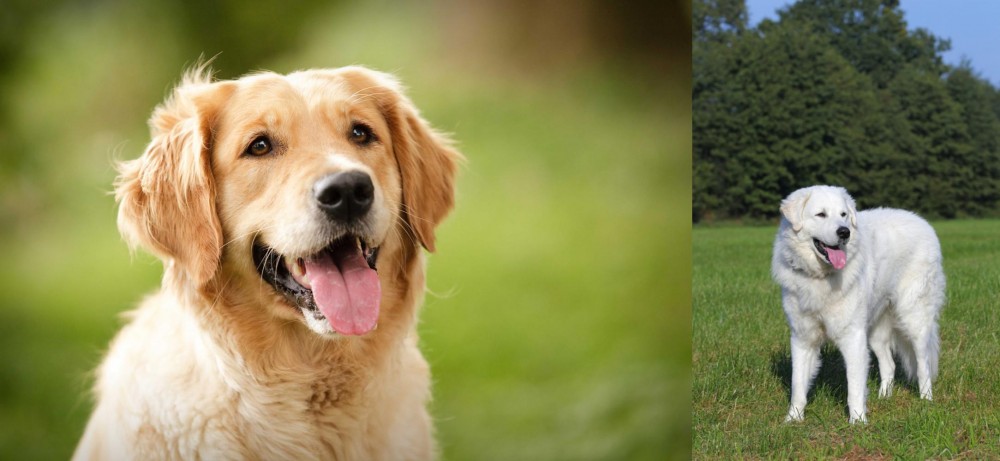 Kuvasz vs Golden Retriever - Breed Comparison