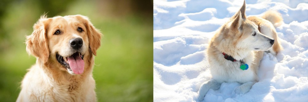 Labrador Husky vs Golden Retriever - Breed Comparison