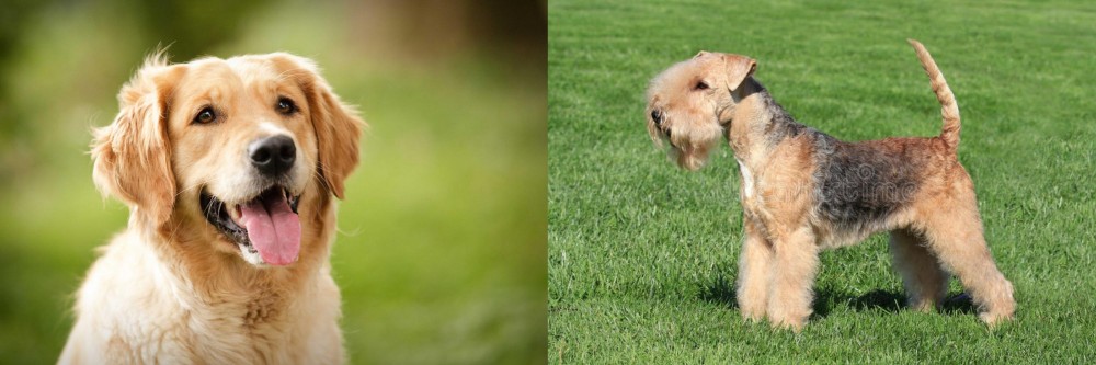 Lakeland Terrier vs Golden Retriever - Breed Comparison