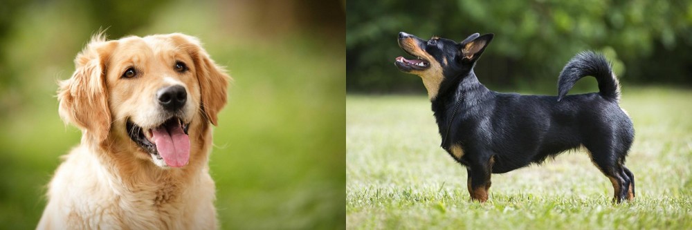 Lancashire Heeler vs Golden Retriever - Breed Comparison