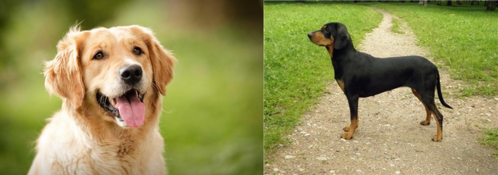 Latvian Hound vs Golden Retriever - Breed Comparison