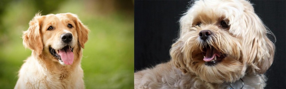 Lhasapoo vs Golden Retriever - Breed Comparison