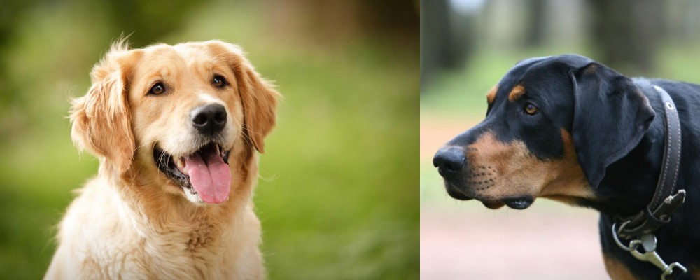 Lithuanian Hound vs Golden Retriever - Breed Comparison