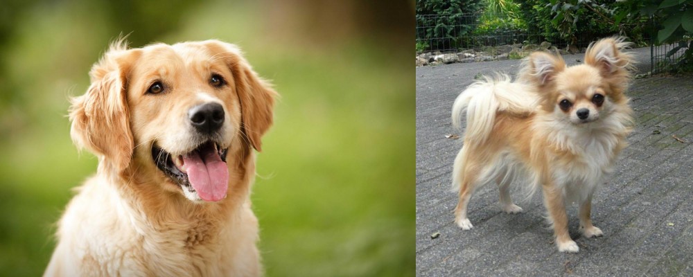 Long Haired Chihuahua vs Golden Retriever - Breed Comparison
