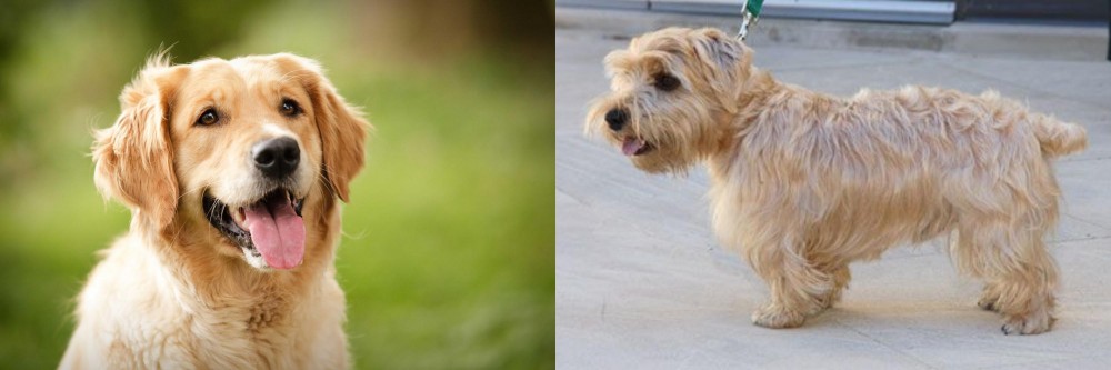 Lucas Terrier vs Golden Retriever - Breed Comparison