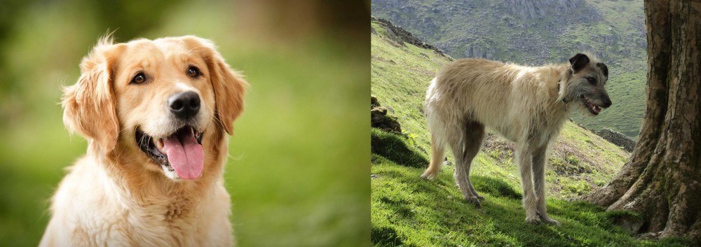 Lurcher vs Golden Retriever - Breed Comparison