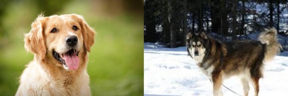 Mackenzie River Husky vs Golden Retriever - Breed Comparison