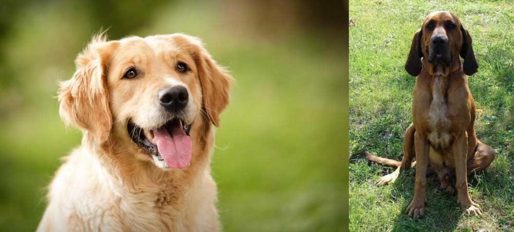Majestic Tree Hound vs Golden Retriever - Breed Comparison