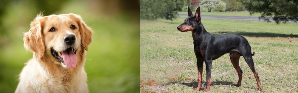 Manchester Terrier vs Golden Retriever - Breed Comparison