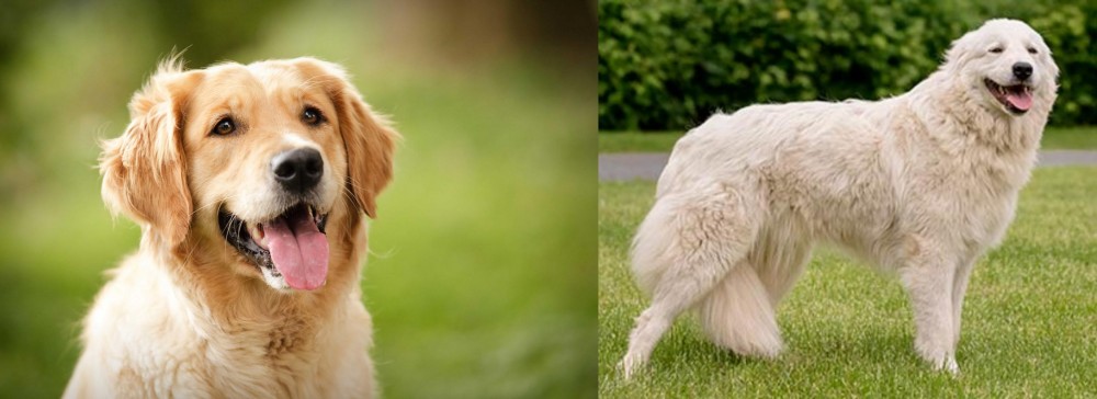 Maremma Sheepdog vs Golden Retriever - Breed Comparison