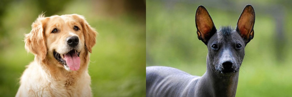 Mexican Hairless vs Golden Retriever - Breed Comparison