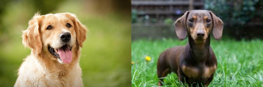 Miniature Dachshund vs Golden Retriever - Breed Comparison