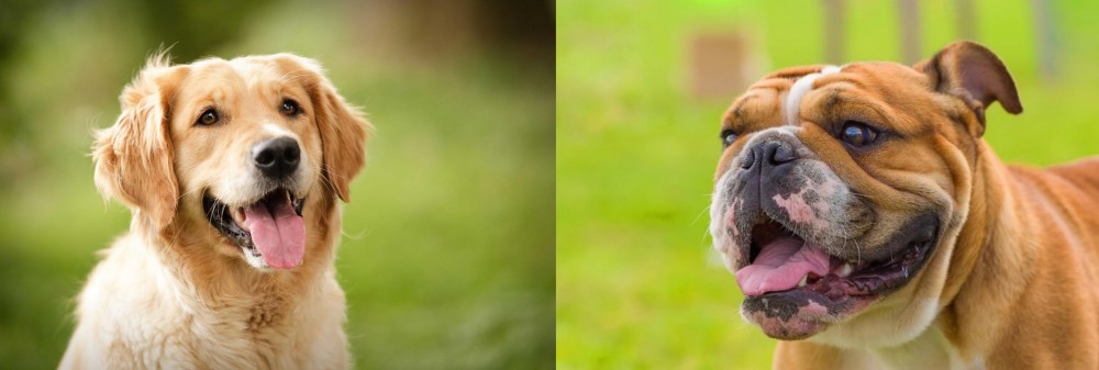 Miniature English Bulldog vs Golden Retriever - Breed Comparison