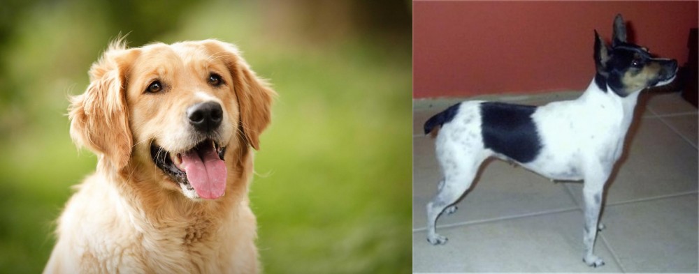 Miniature Fox Terrier vs Golden Retriever - Breed Comparison