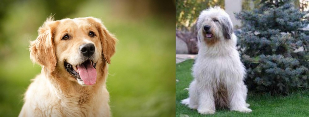 Mioritic Sheepdog vs Golden Retriever - Breed Comparison