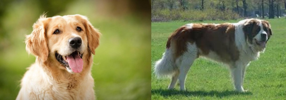 Moscow Watchdog vs Golden Retriever - Breed Comparison