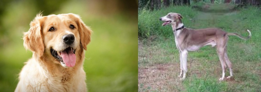 Mudhol Hound vs Golden Retriever - Breed Comparison
