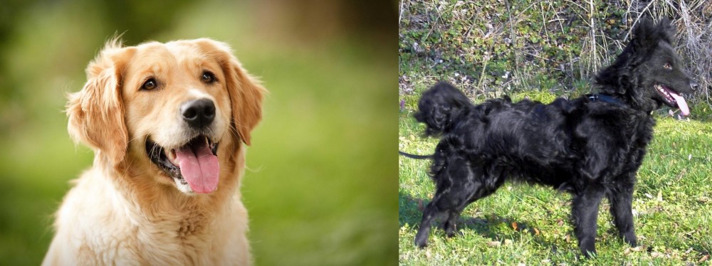 Mudi vs Golden Retriever - Breed Comparison