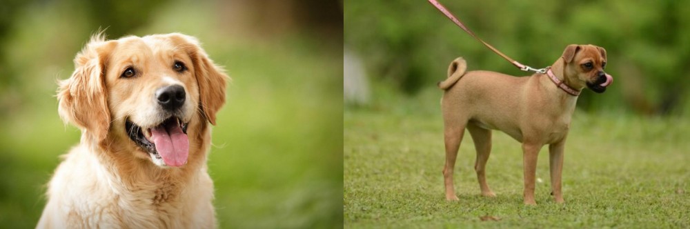 Muggin vs Golden Retriever - Breed Comparison