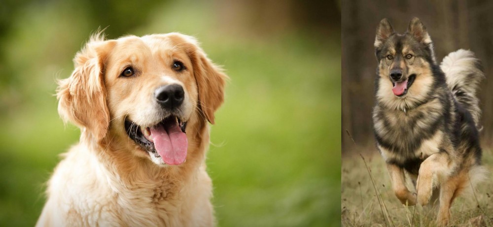 Native American Indian Dog vs Golden Retriever - Breed Comparison