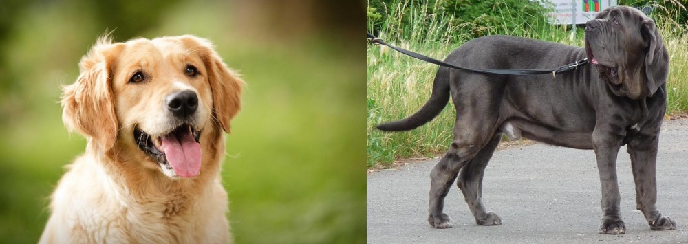 Neapolitan Mastiff vs Golden Retriever - Breed Comparison