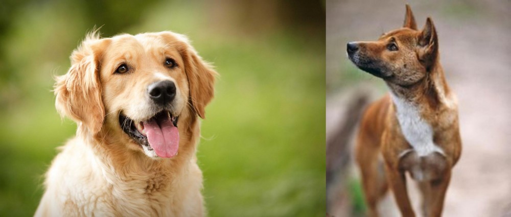 New Guinea Singing Dog vs Golden Retriever - Breed Comparison
