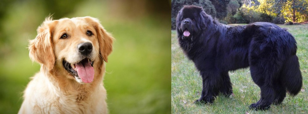 Newfoundland Dog vs Golden Retriever - Breed Comparison