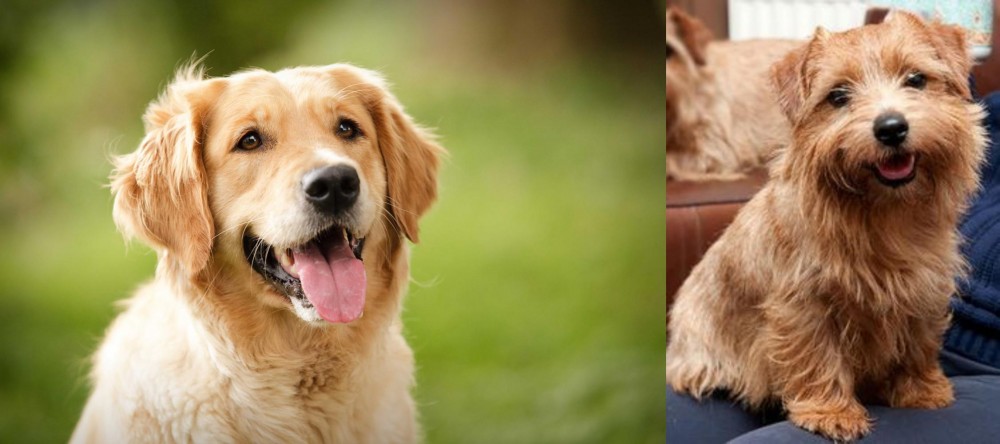 Norfolk Terrier vs Golden Retriever - Breed Comparison