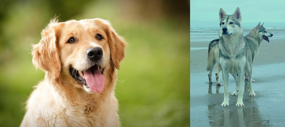 Northern Inuit Dog vs Golden Retriever - Breed Comparison