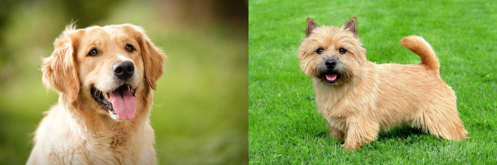 Norwich Terrier vs Golden Retriever - Breed Comparison