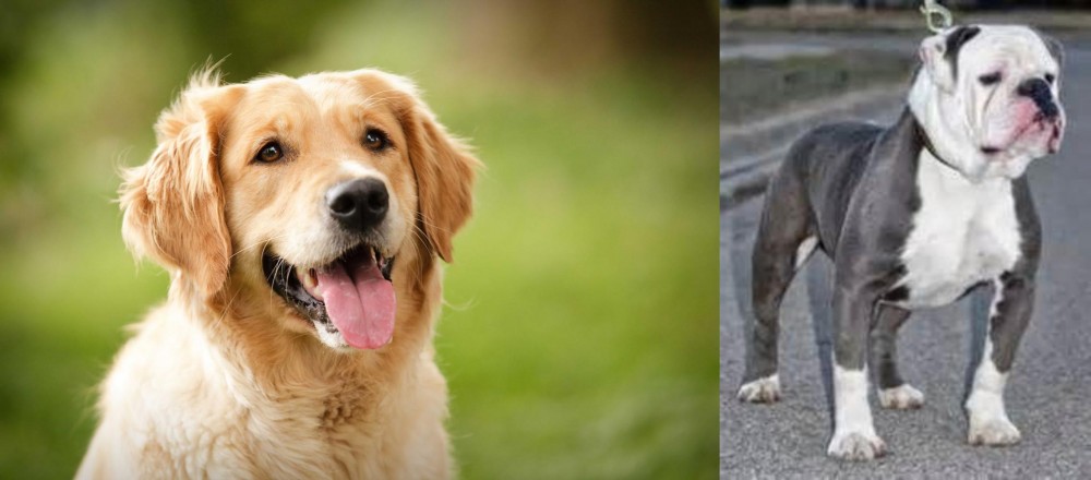 Old English Bulldog vs Golden Retriever - Breed Comparison