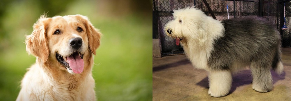 Old English Sheepdog vs Golden Retriever - Breed Comparison