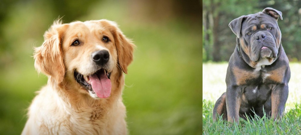 Olde English Bulldogge vs Golden Retriever - Breed Comparison