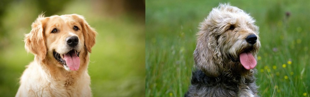 Otterhound vs Golden Retriever - Breed Comparison