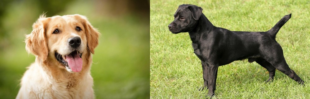 Patterdale Terrier vs Golden Retriever - Breed Comparison