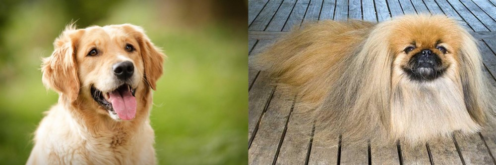 Pekingese vs Golden Retriever - Breed Comparison