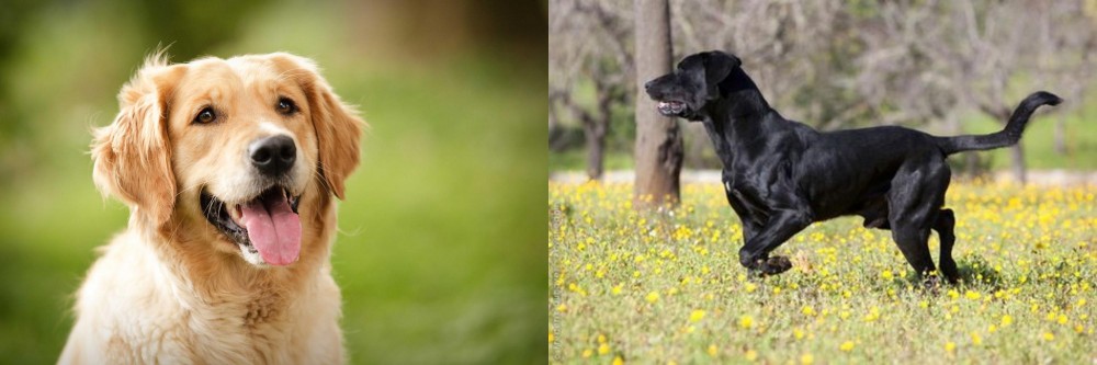 Perro de Pastor Mallorquin vs Golden Retriever - Breed Comparison