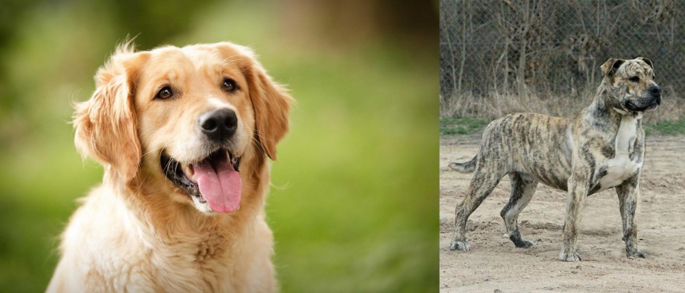 Perro de Presa Mallorquin vs Golden Retriever - Breed Comparison