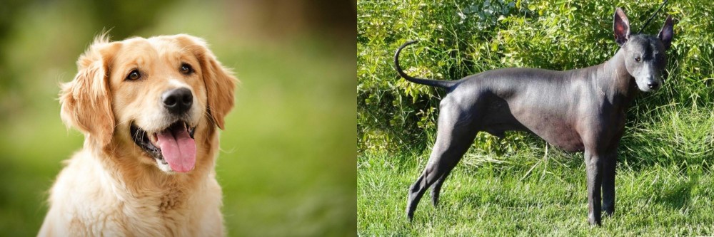 Peruvian Hairless vs Golden Retriever - Breed Comparison