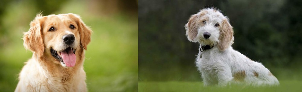 Petit Basset Griffon Vendeen vs Golden Retriever - Breed Comparison