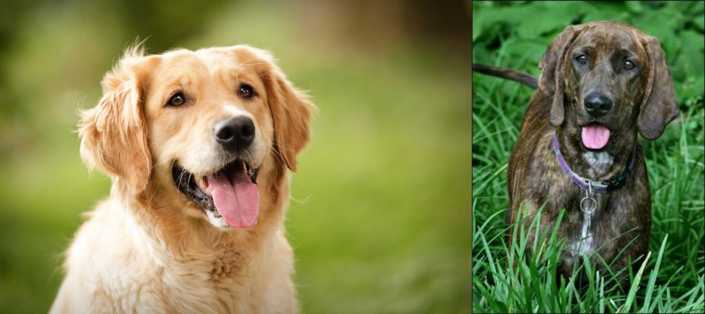 Plott Hound vs Golden Retriever - Breed Comparison
